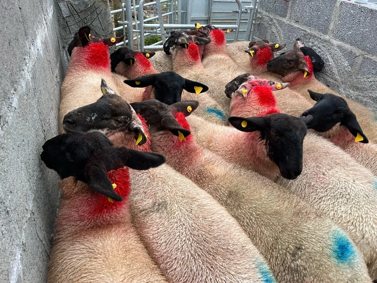 15 SUFFOLK EWE LAMBS - Image 2