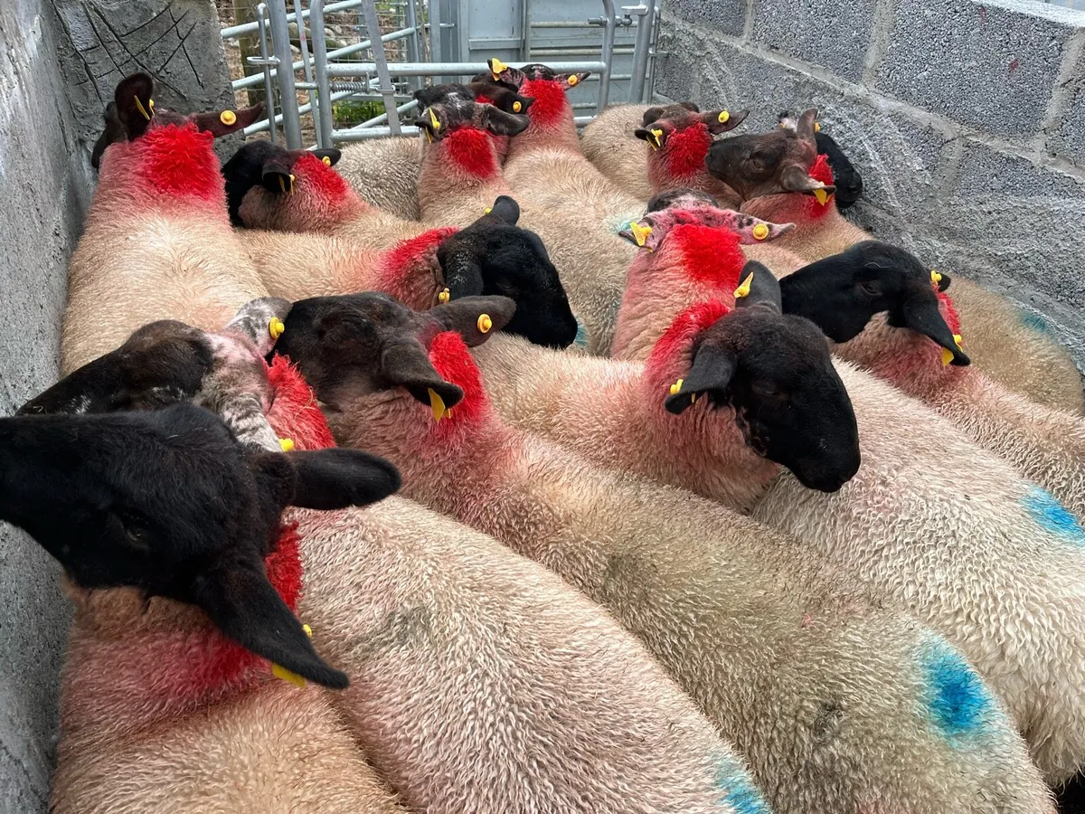 15 SUFFOLK EWE LAMBS - Image 3
