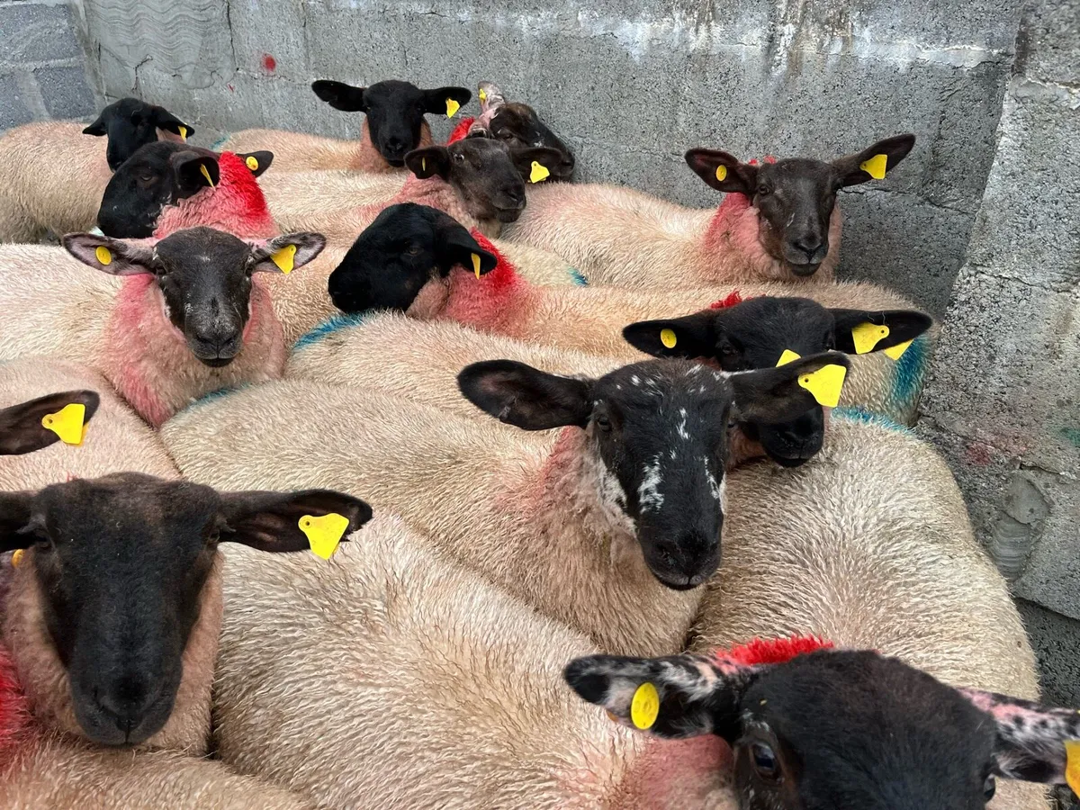 15 SUFFOLK EWE LAMBS - Image 4