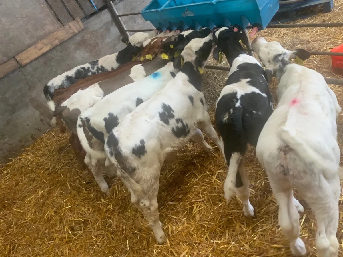 Blue bull  Calves - Image 2