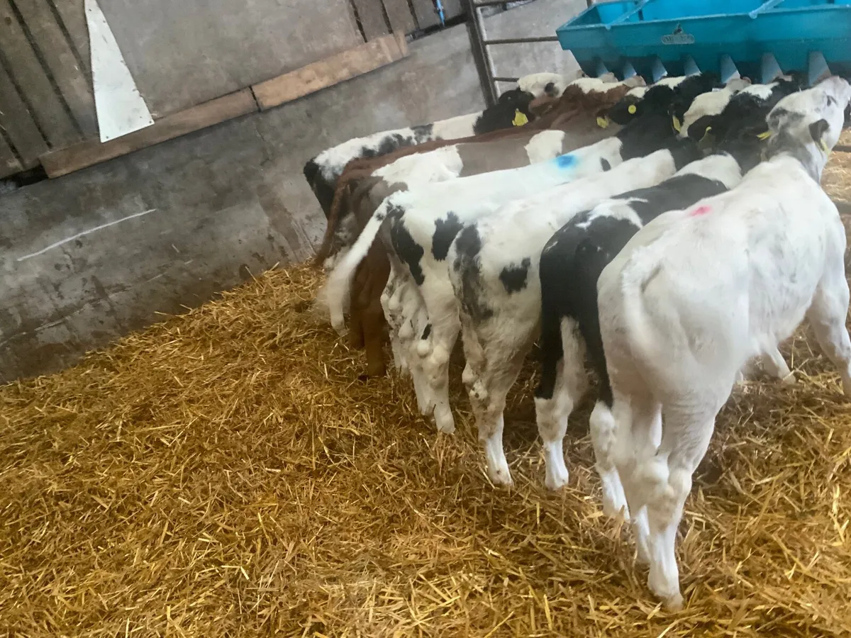 Blue bull  Calves - Image 3