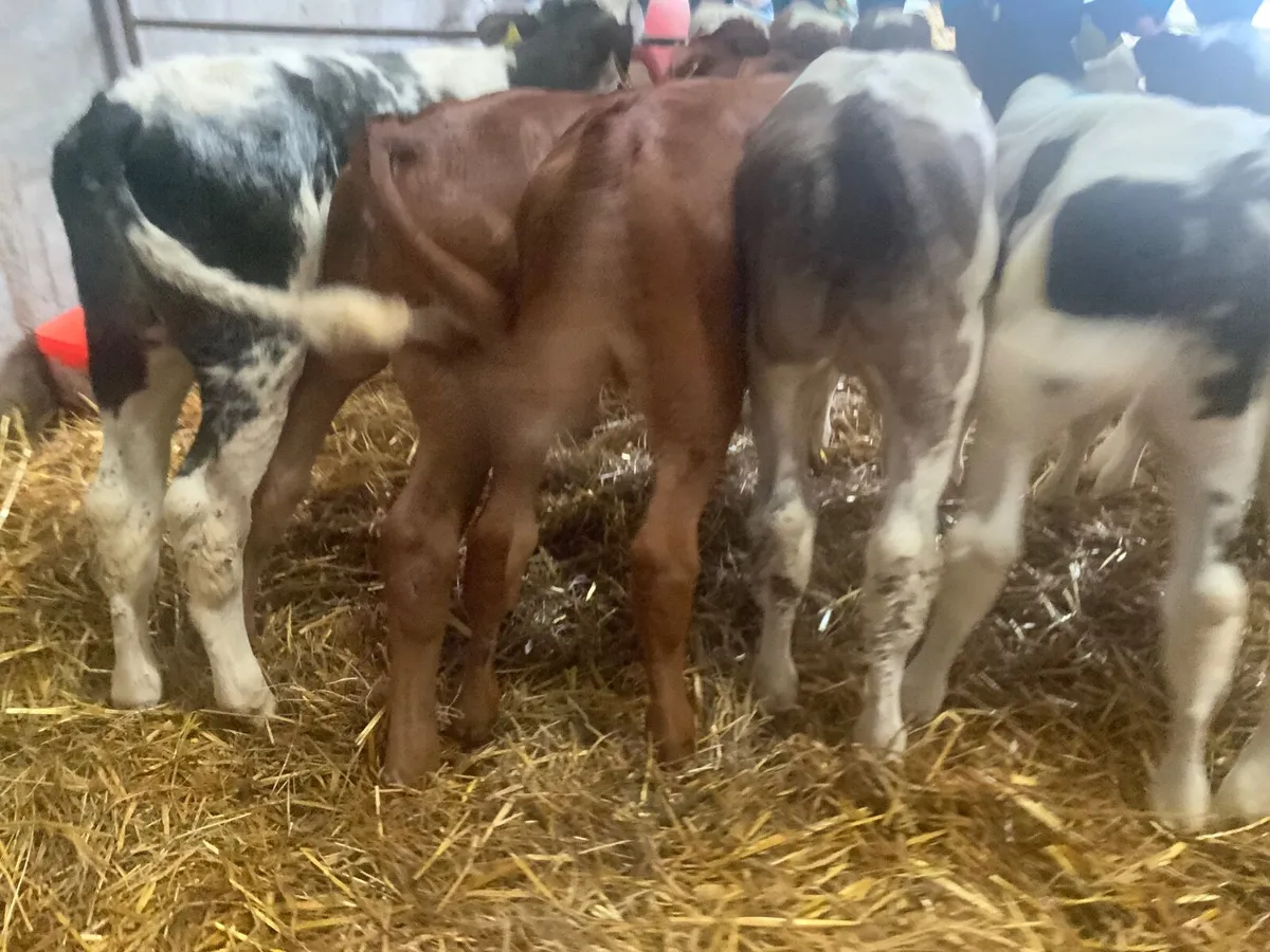 Blue bull  Calves - Image 4