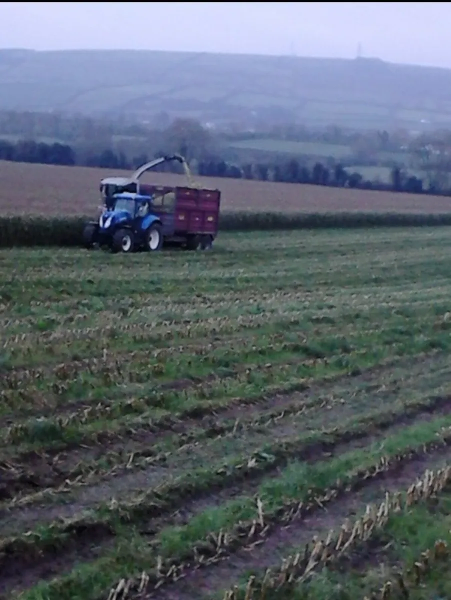 Maize Silage - Image 1