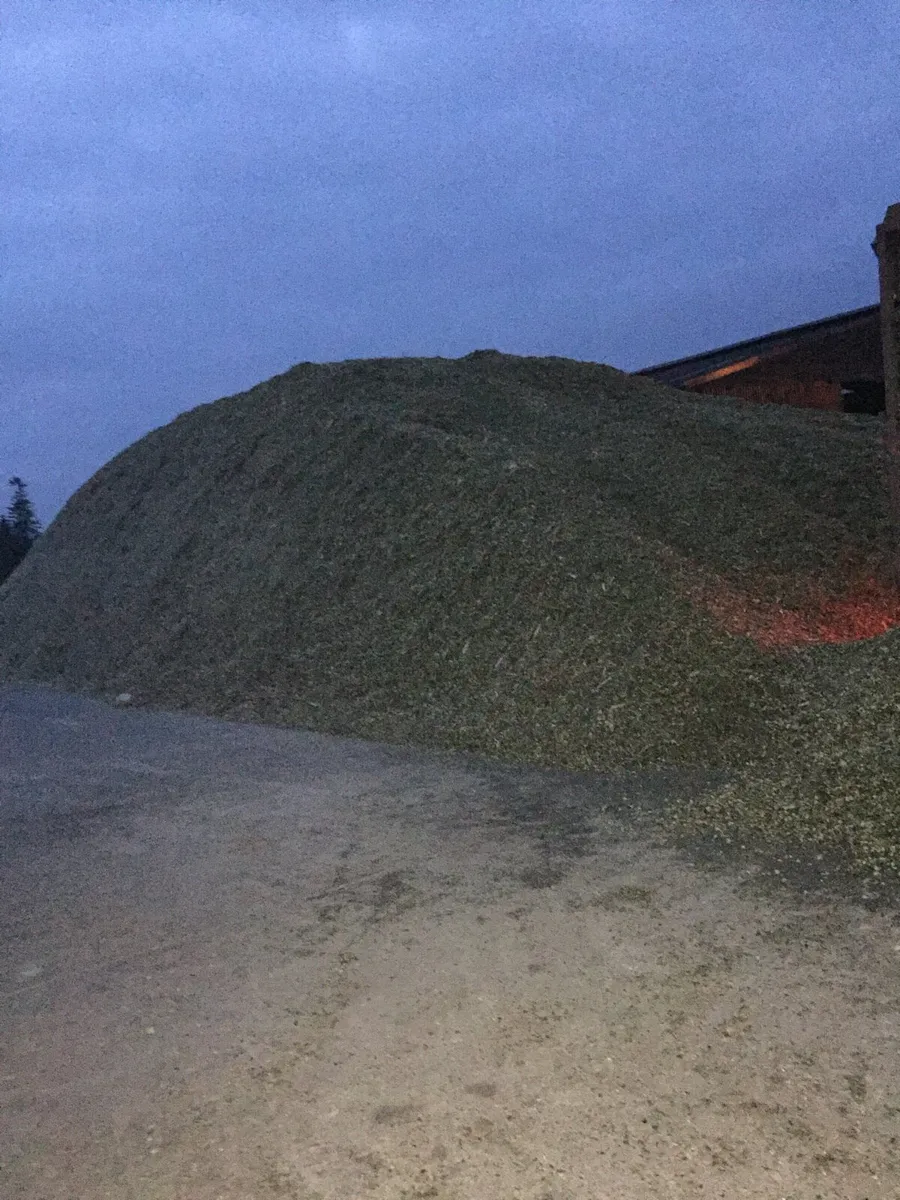 Maize Silage - Image 2