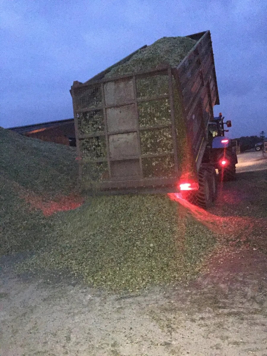 Maize Silage - Image 3