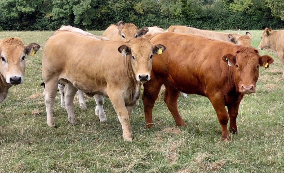 serious breeding heifers for sale - Image 3