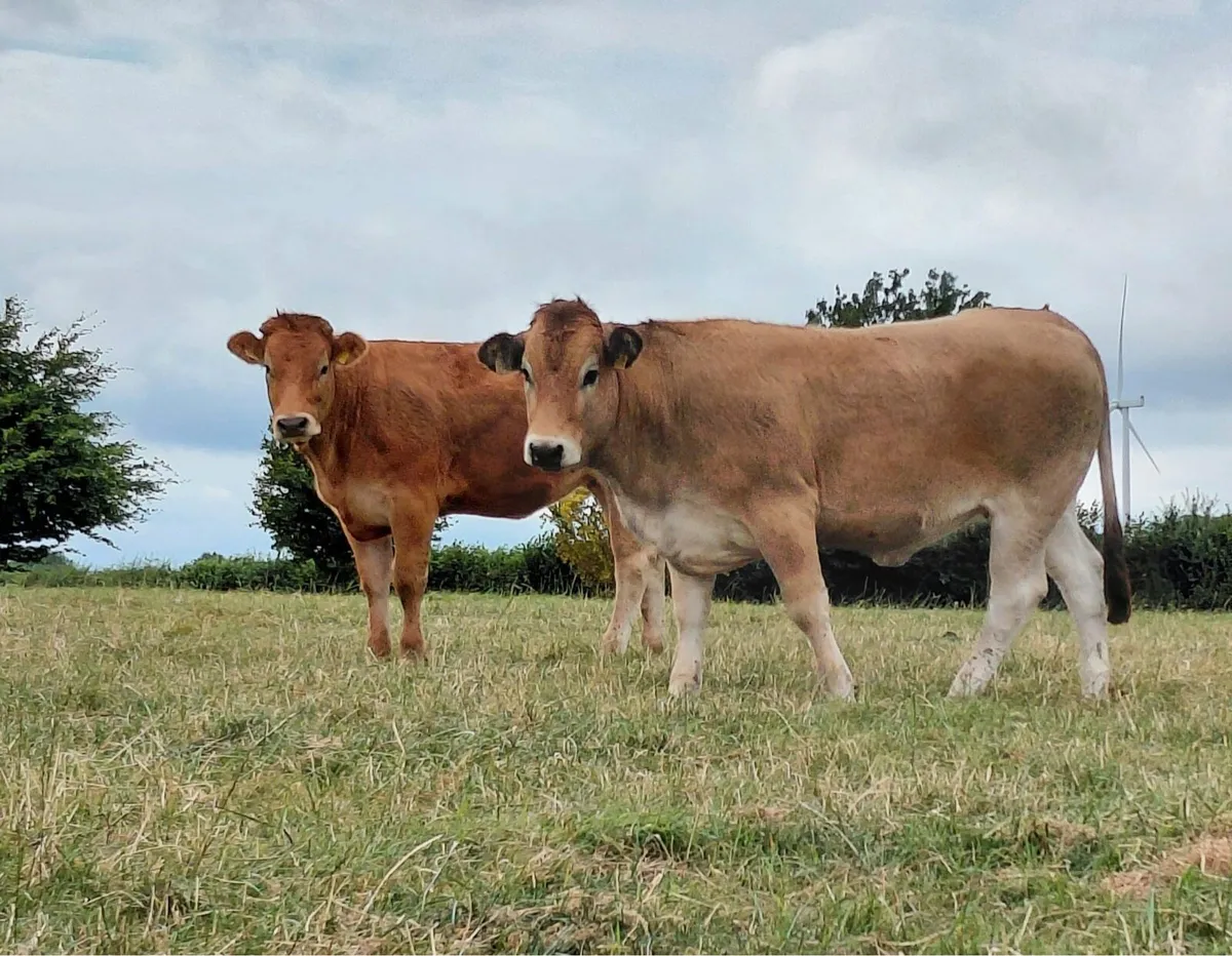 serious breeding heifers for sale - Image 4