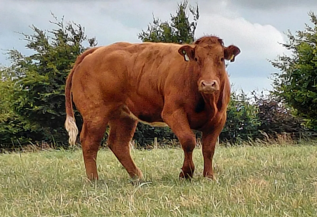 serious breeding heifers for sale - Image 1