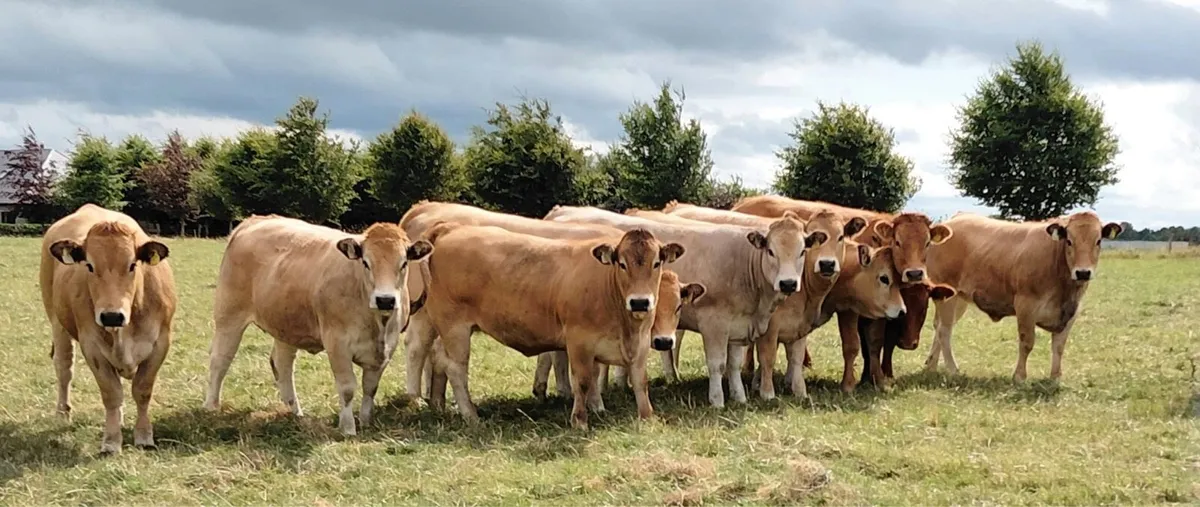 serious breeding heifers for sale - Image 2