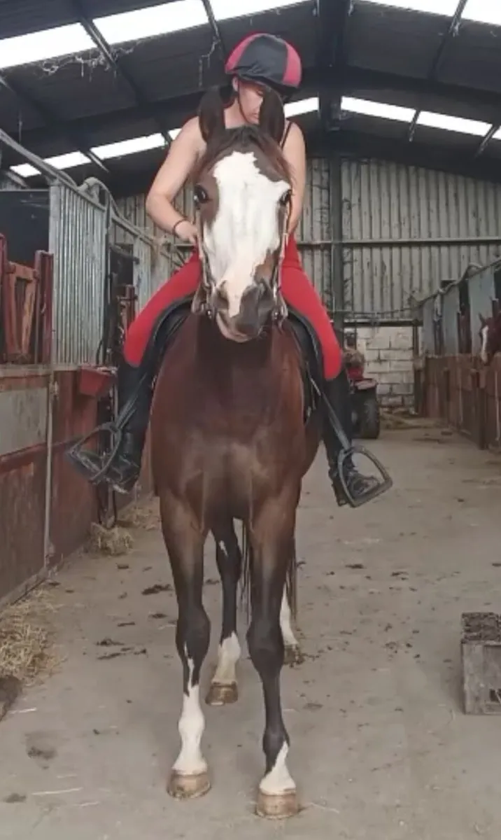 3yo gelding - Image 4