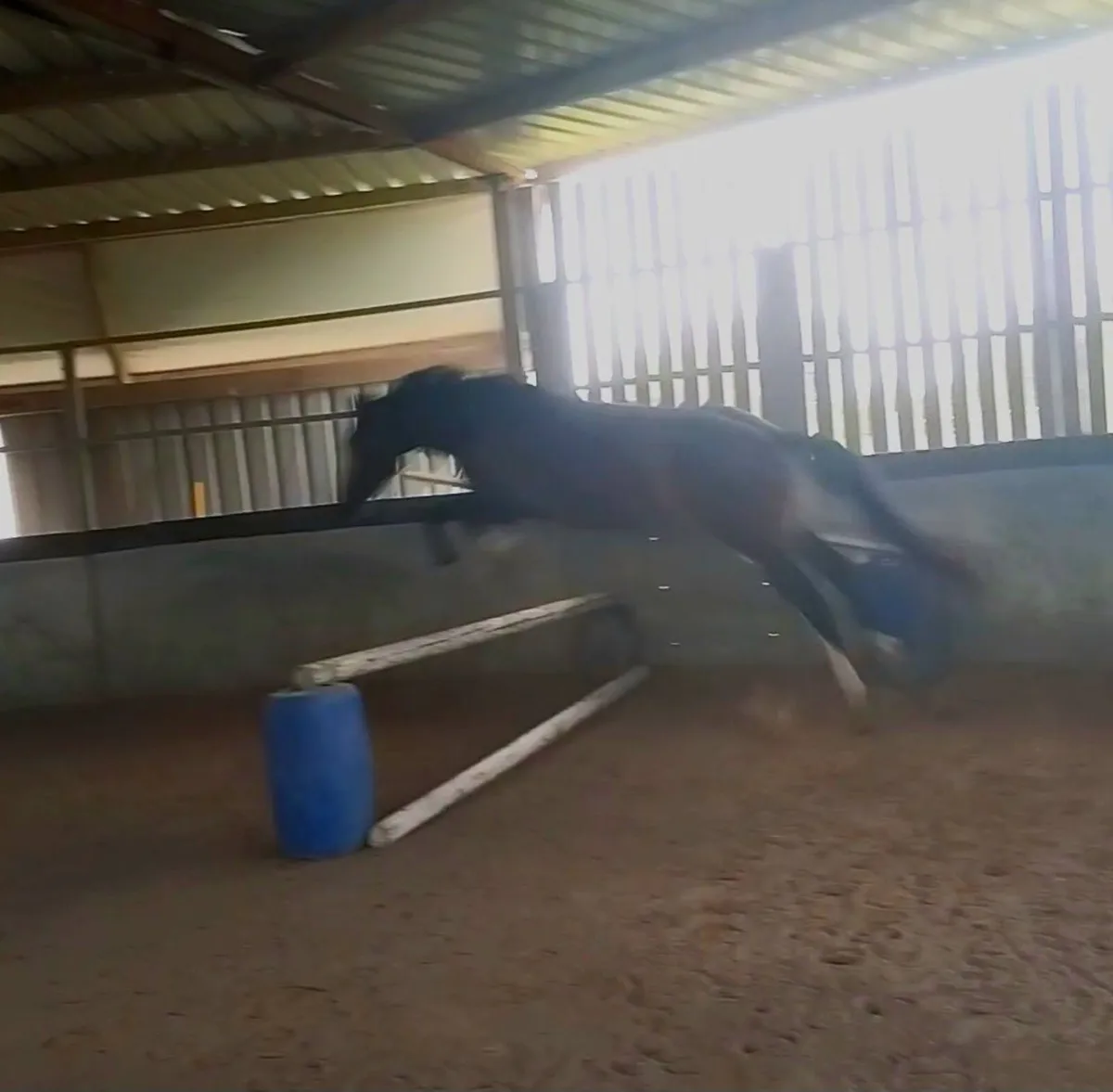 3yo gelding - Image 3