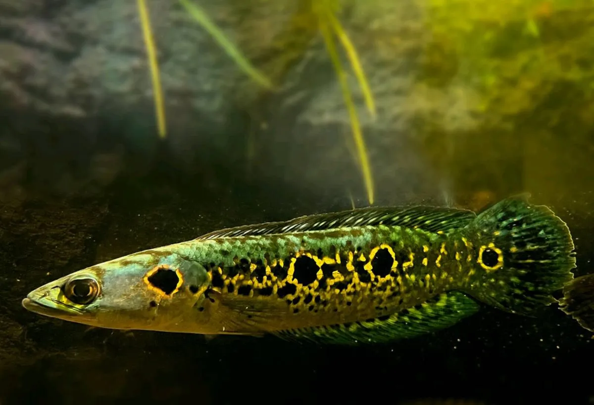 2 Snakeheads and  2polypterus - Image 1