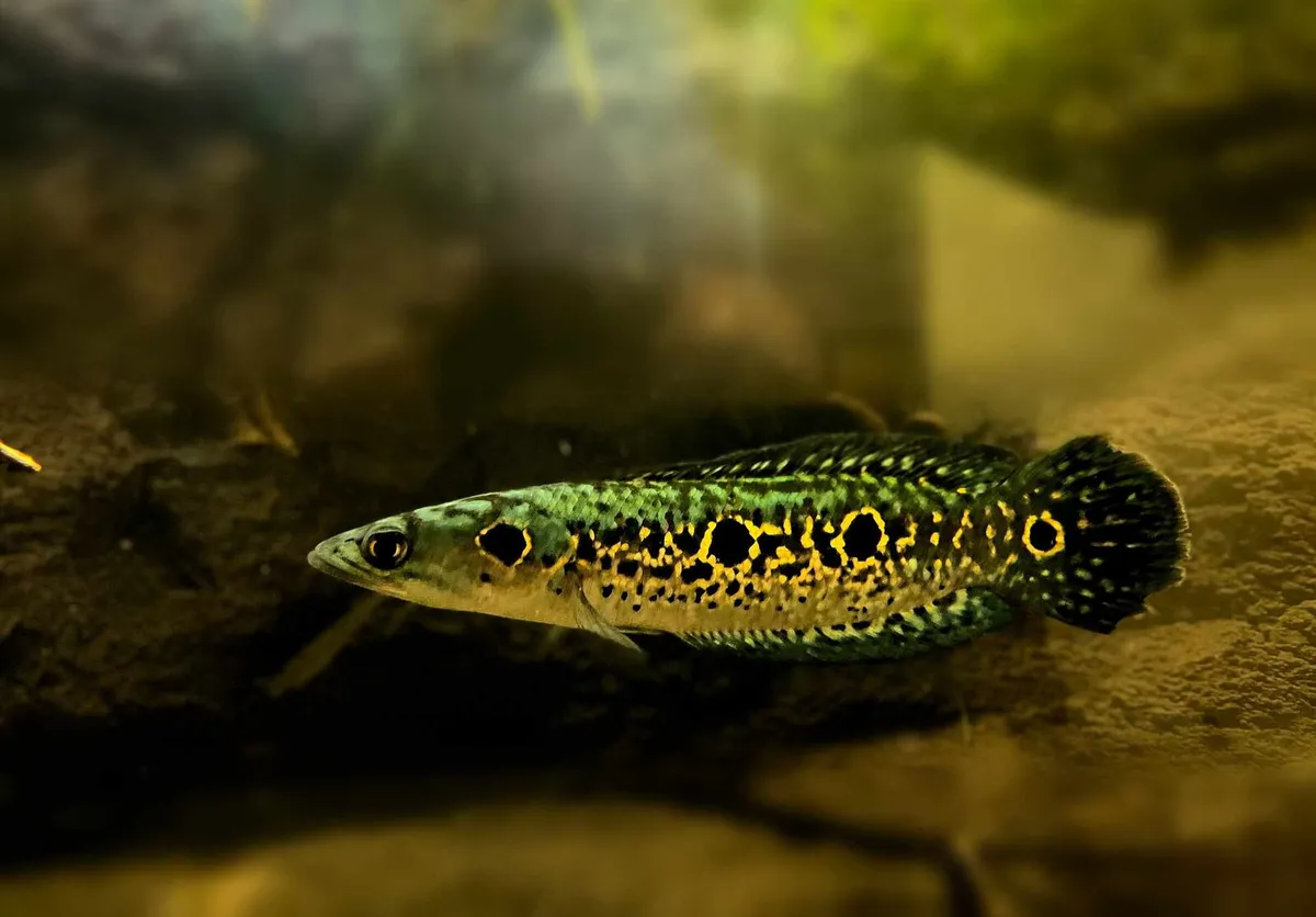 2 Snakeheads and  2polypterus - Image 2