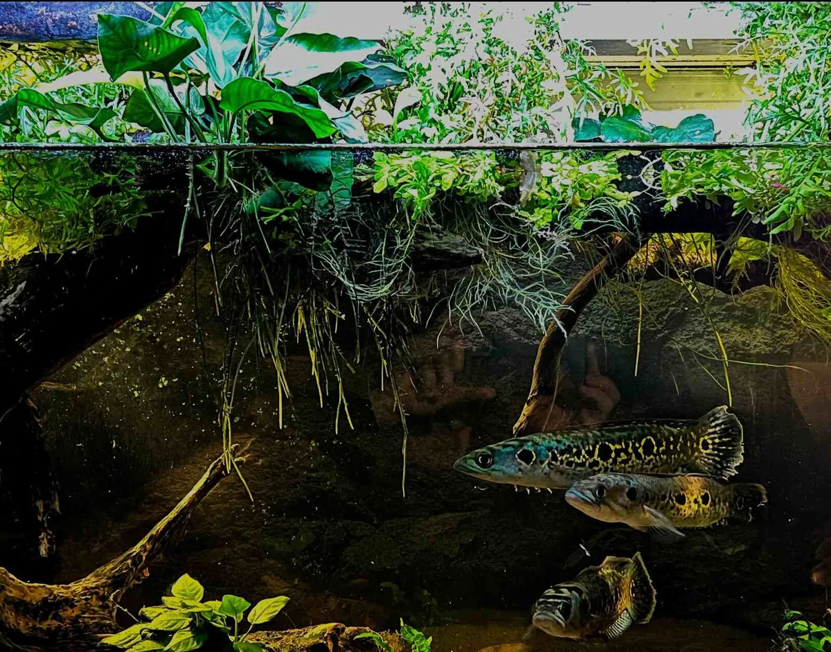 2 Snakeheads and  2polypterus - Image 3