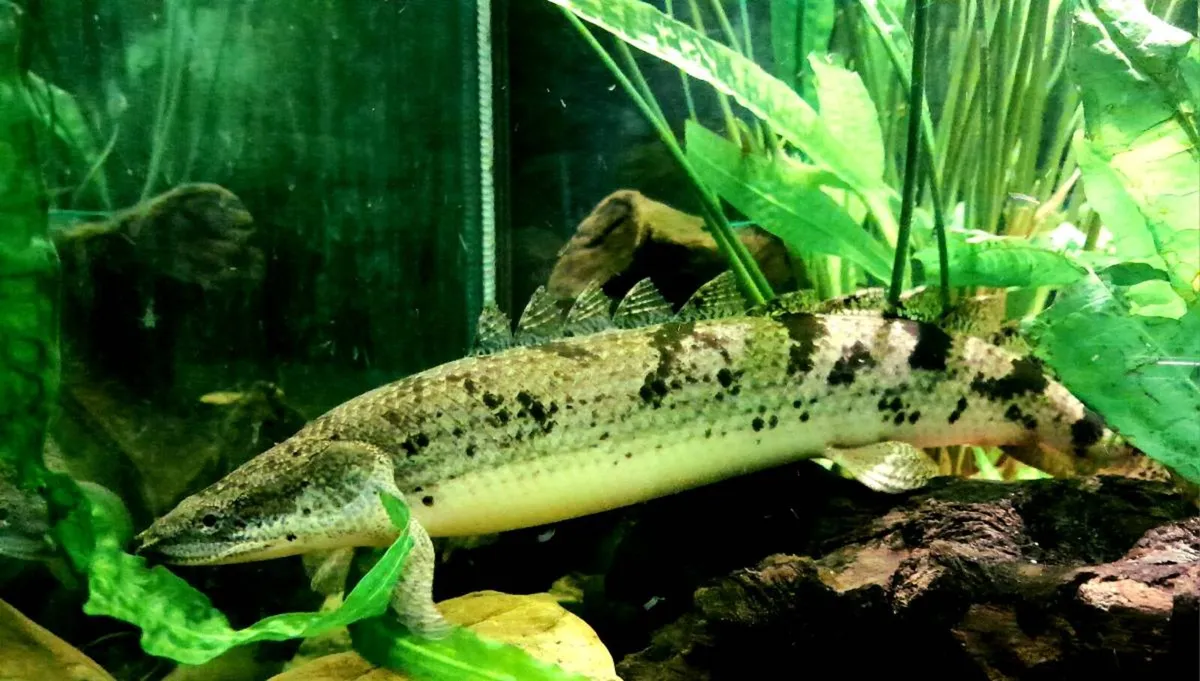 2 Snakeheads and  2polypterus - Image 4