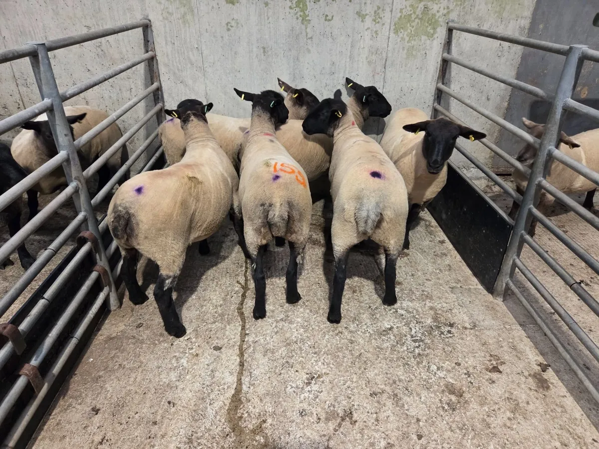 Breeding Sheep, Store Lambs, Fat Sheep, & Online - Image 1