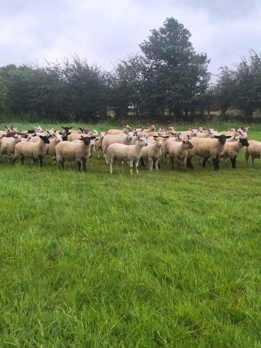 Store lambs - Image 1