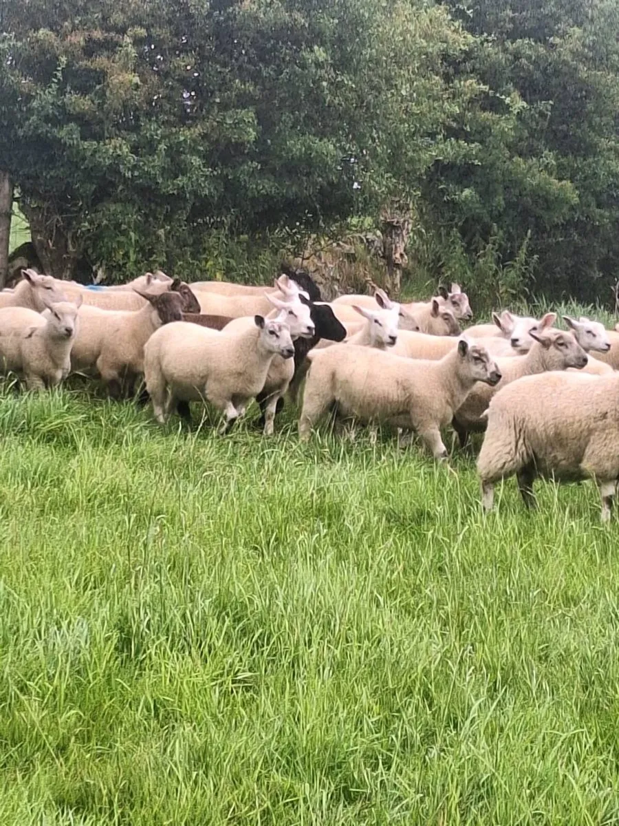 Store lambs - Image 2