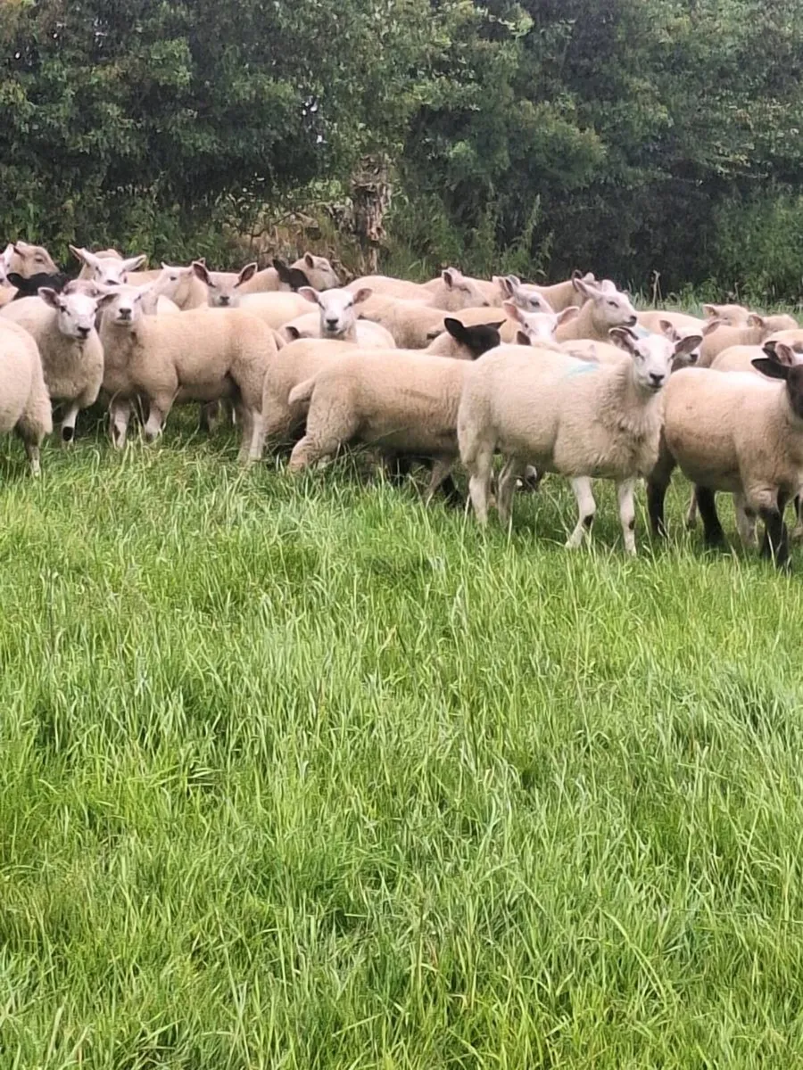 Store lambs - Image 3