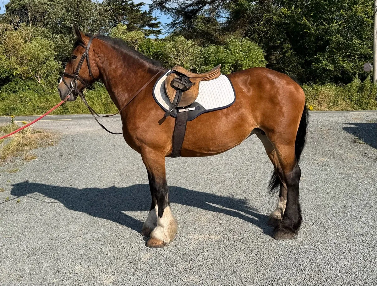 Stunning 8 year old mare - Image 1