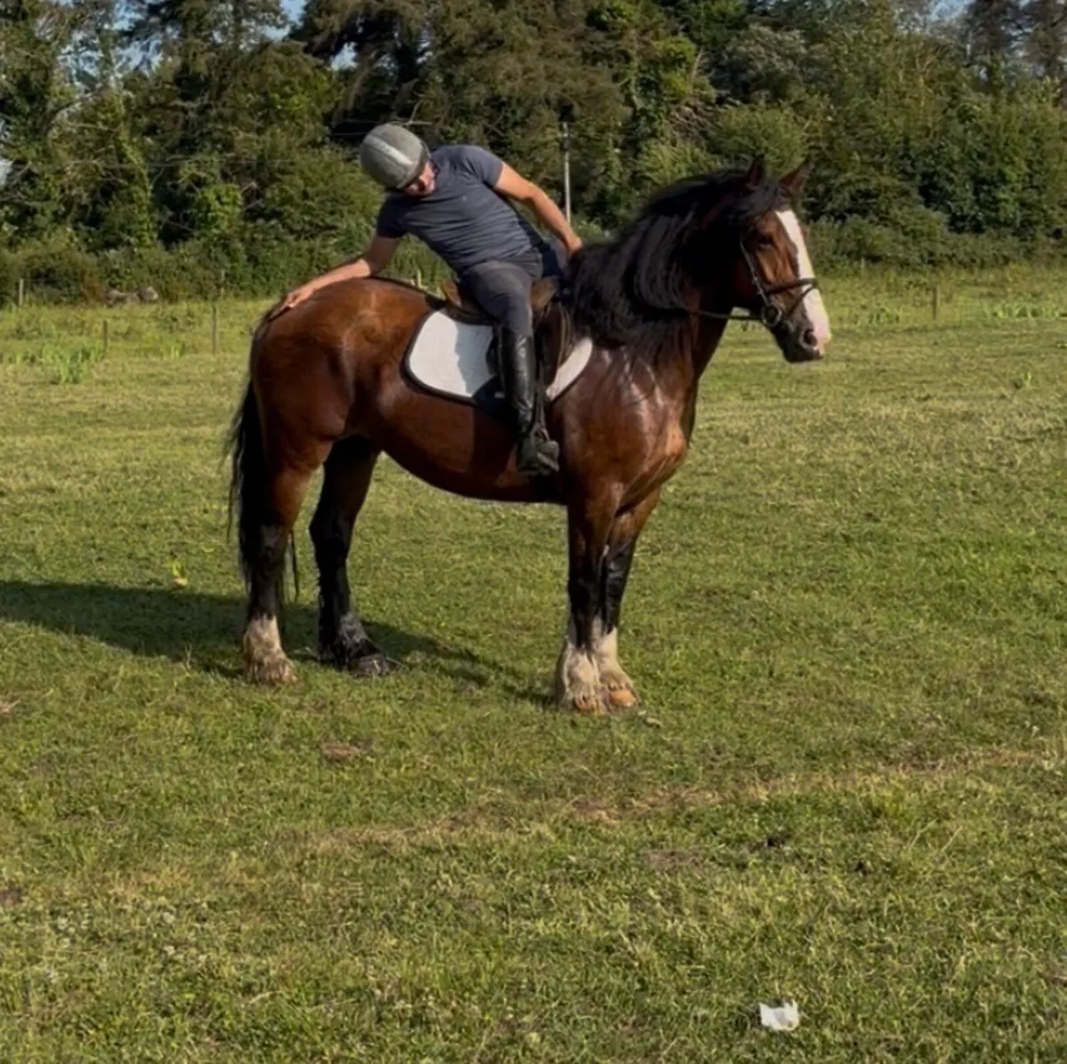 Stunning 8 year old mare - Image 2