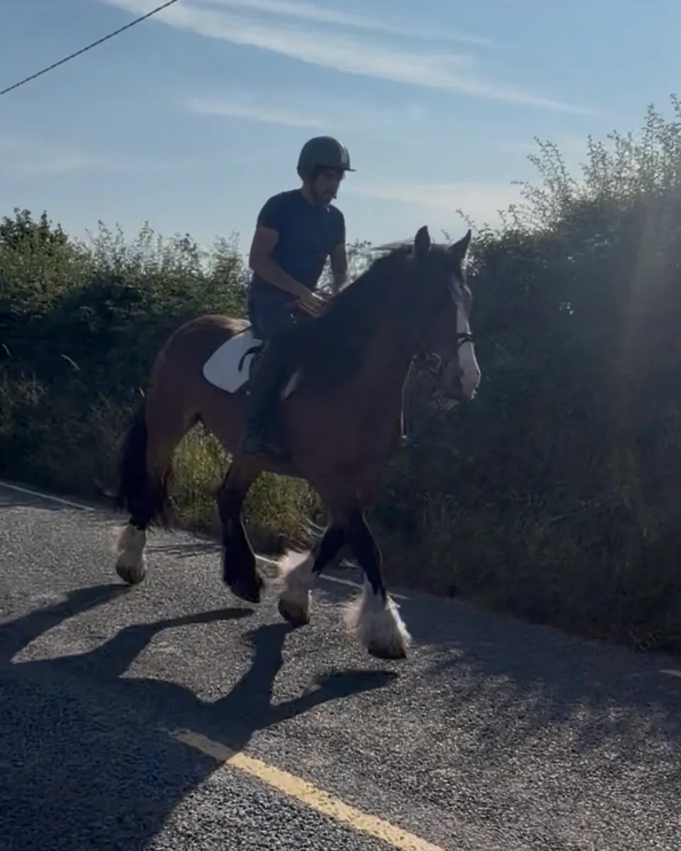 Stunning 8 year old mare - Image 3