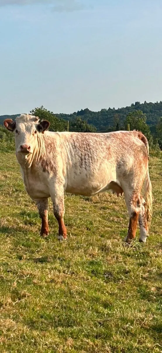 2 roan in calf heifers - Image 1