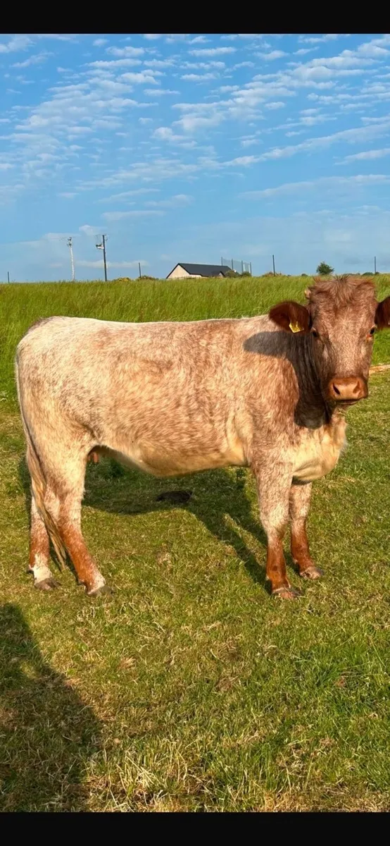 2 roan in calf heifers - Image 2