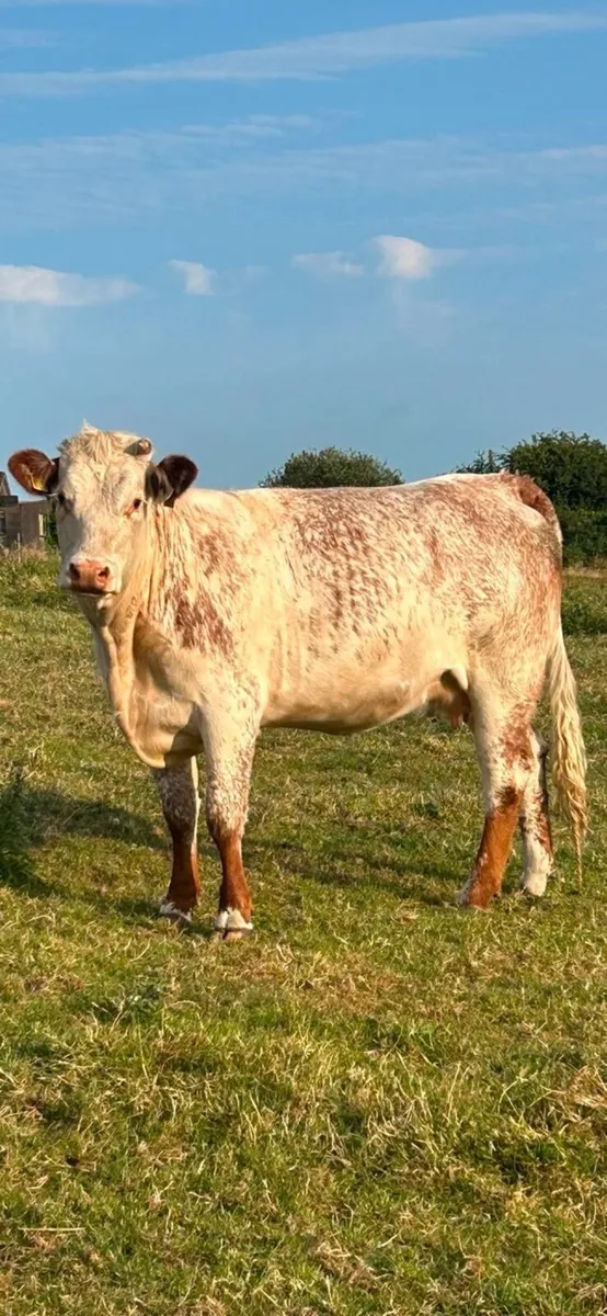 2 roan in calf heifers - Image 3
