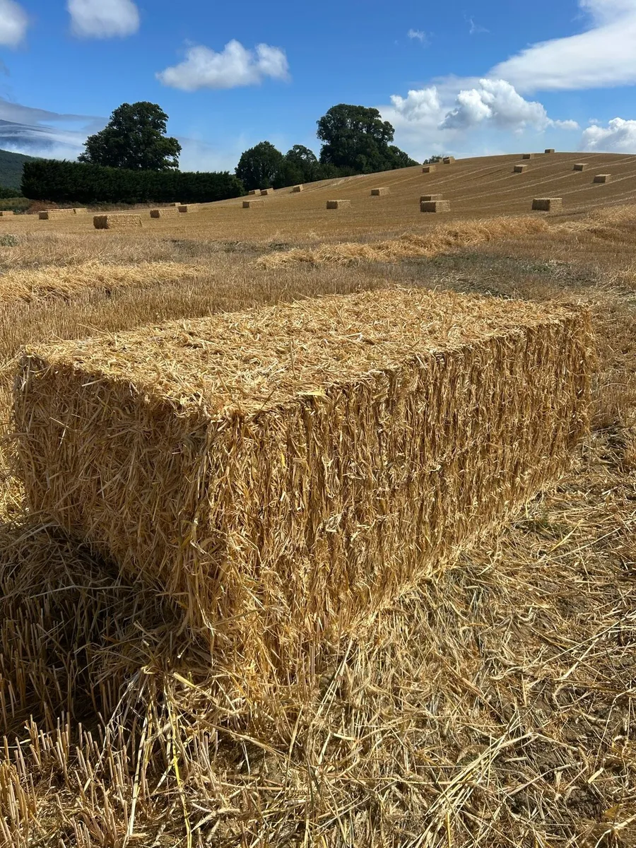 Wheaten and rye - Image 4