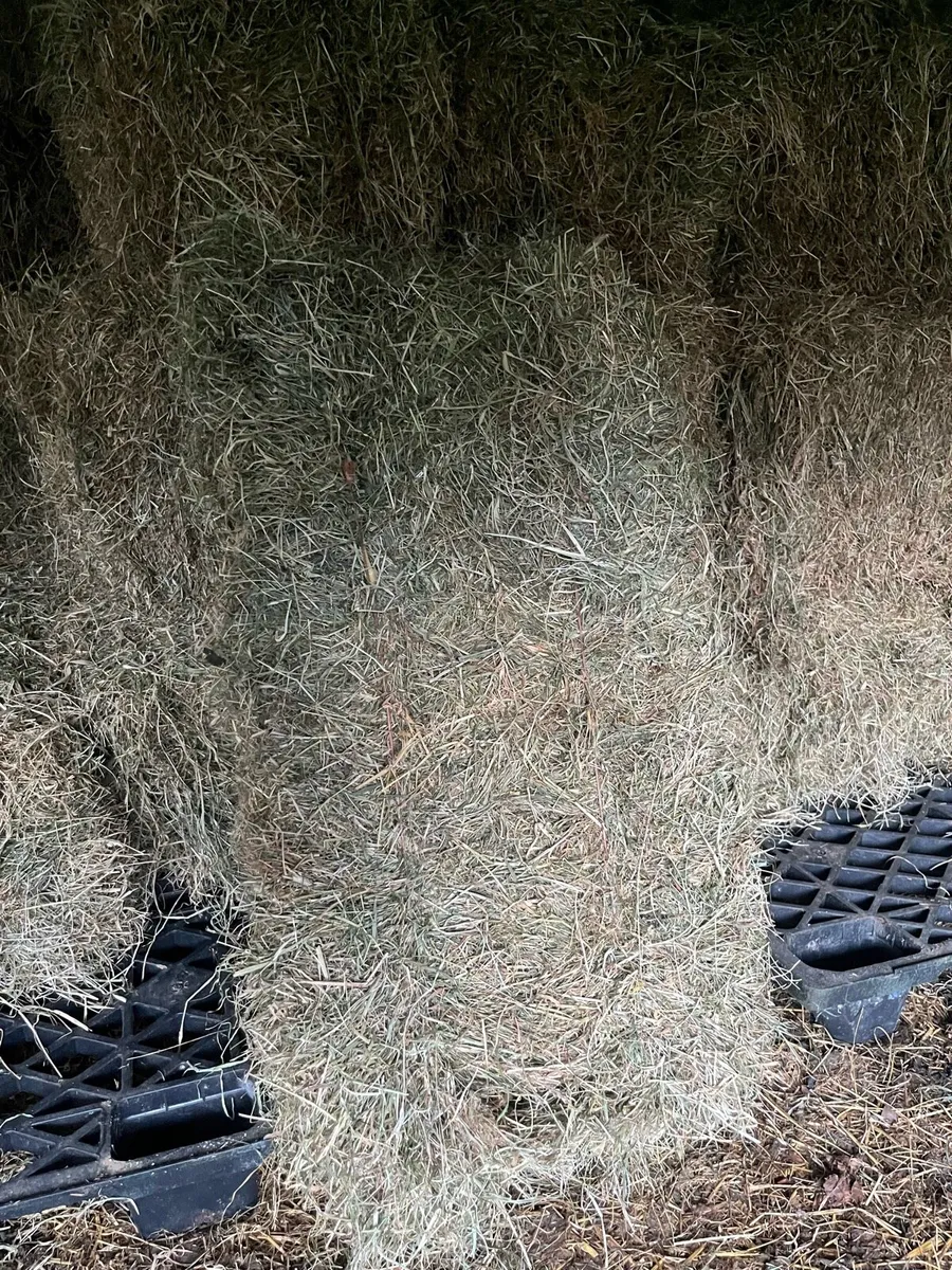 Small square bales of hay - Image 2