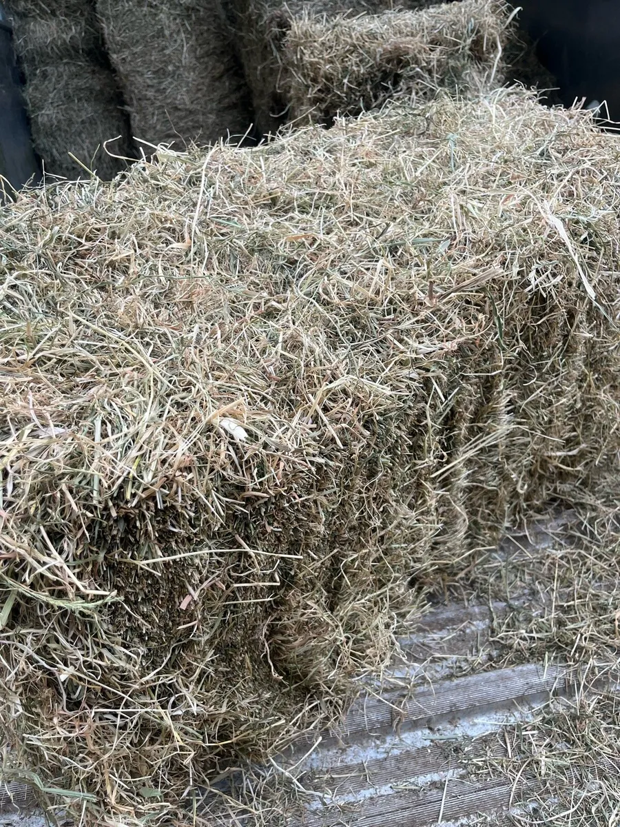 Small square bales of hay - Image 3