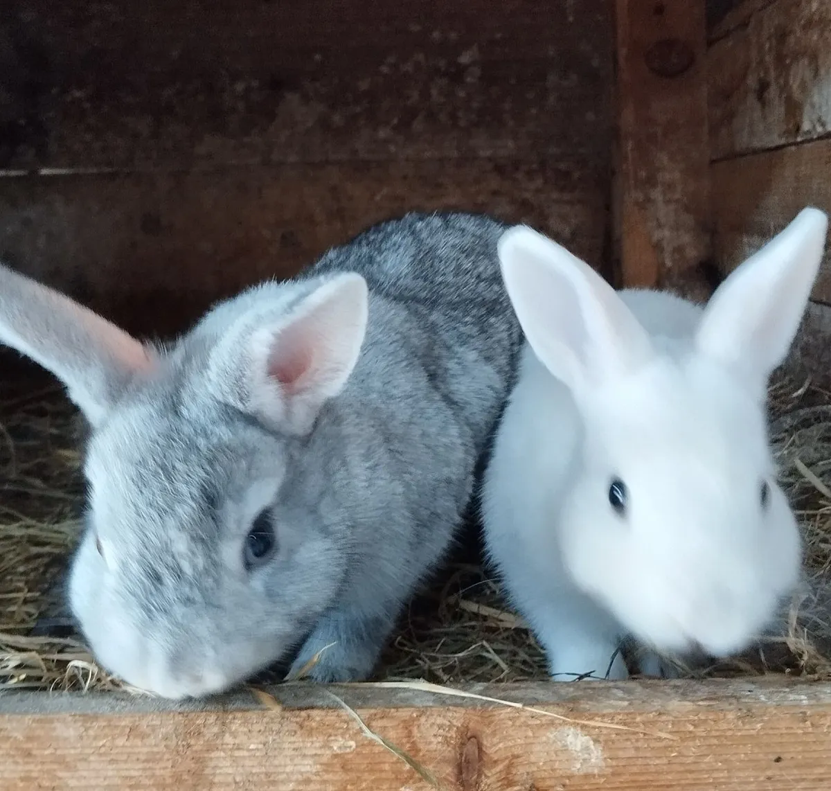 Dwarf rabbit 🐰 - Image 1