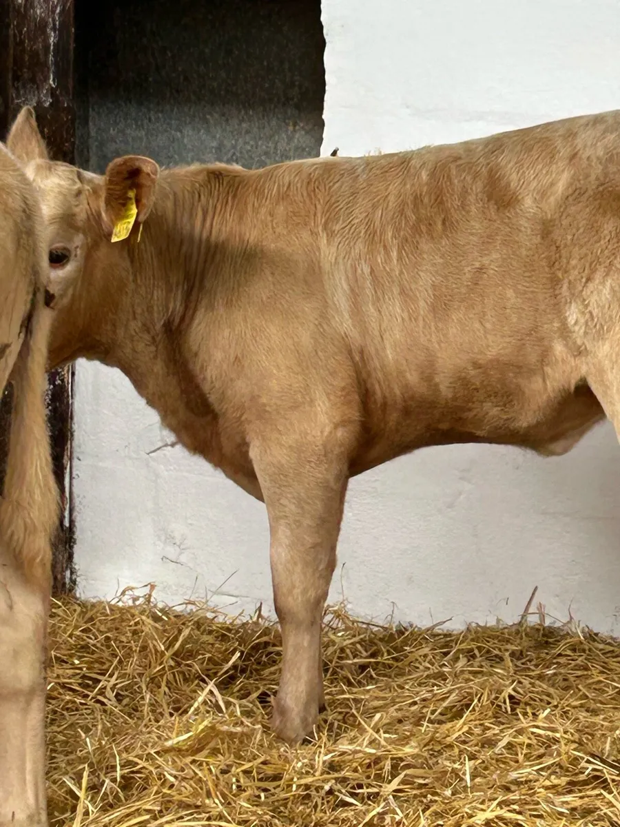 2 TOP QUALITY GOLDEN CH HEIFER RUNNERS - Image 4
