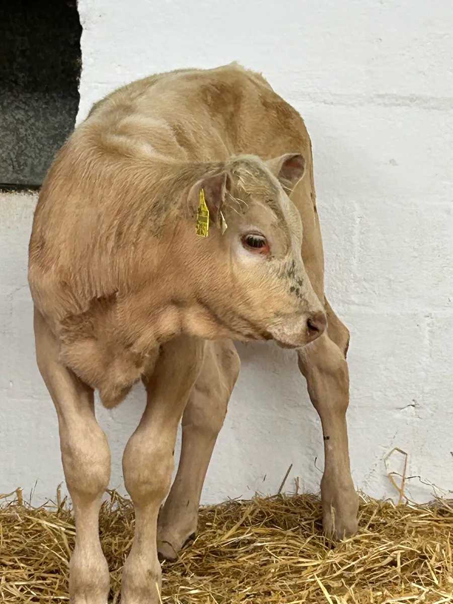 2 TOP QUALITY GOLDEN CH HEIFER RUNNERS - Image 1