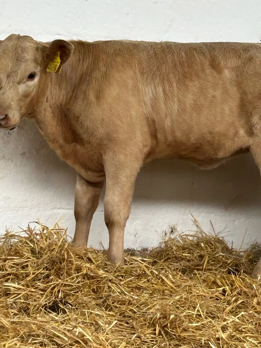 2 TOP QUALITY GOLDEN CH HEIFER RUNNERS - Image 1