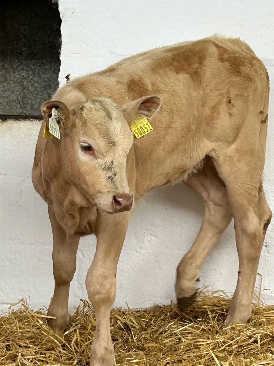 2 TOP QUALITY GOLDEN CH HEIFER RUNNERS - Image 2