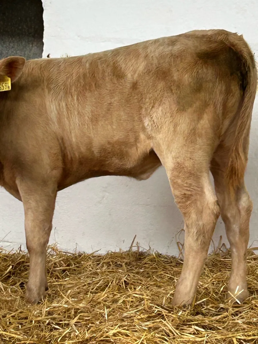 2 TOP QUALITY GOLDEN CH HEIFER RUNNERS - Image 3