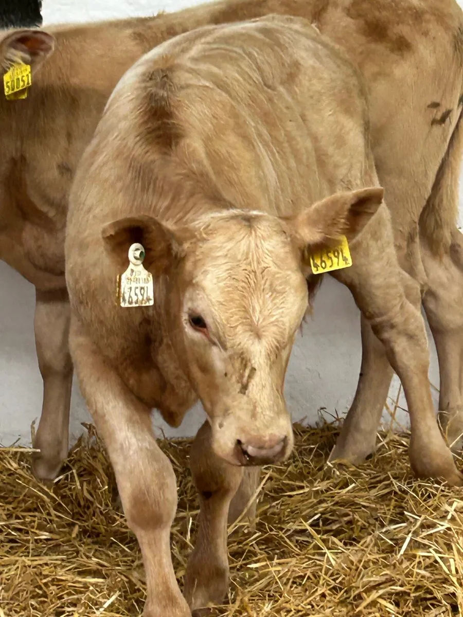 2 TOP QUALITY GOLDEN CH HEIFER RUNNERS - Image 1