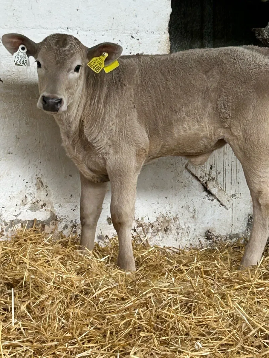 A SUPER QUALITY AI BRED HEIFER CHCALF - Image 1