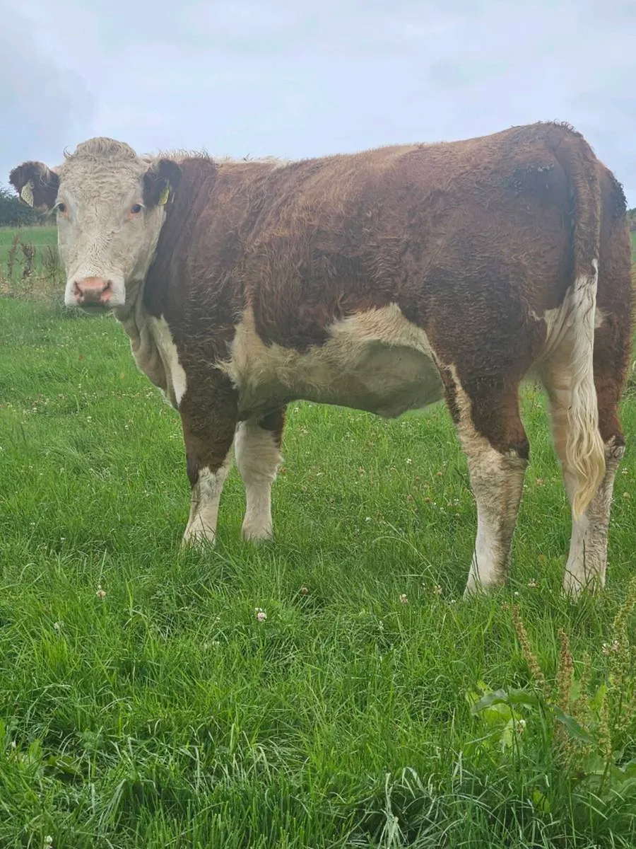 Pedigree maiden heifers - Image 1