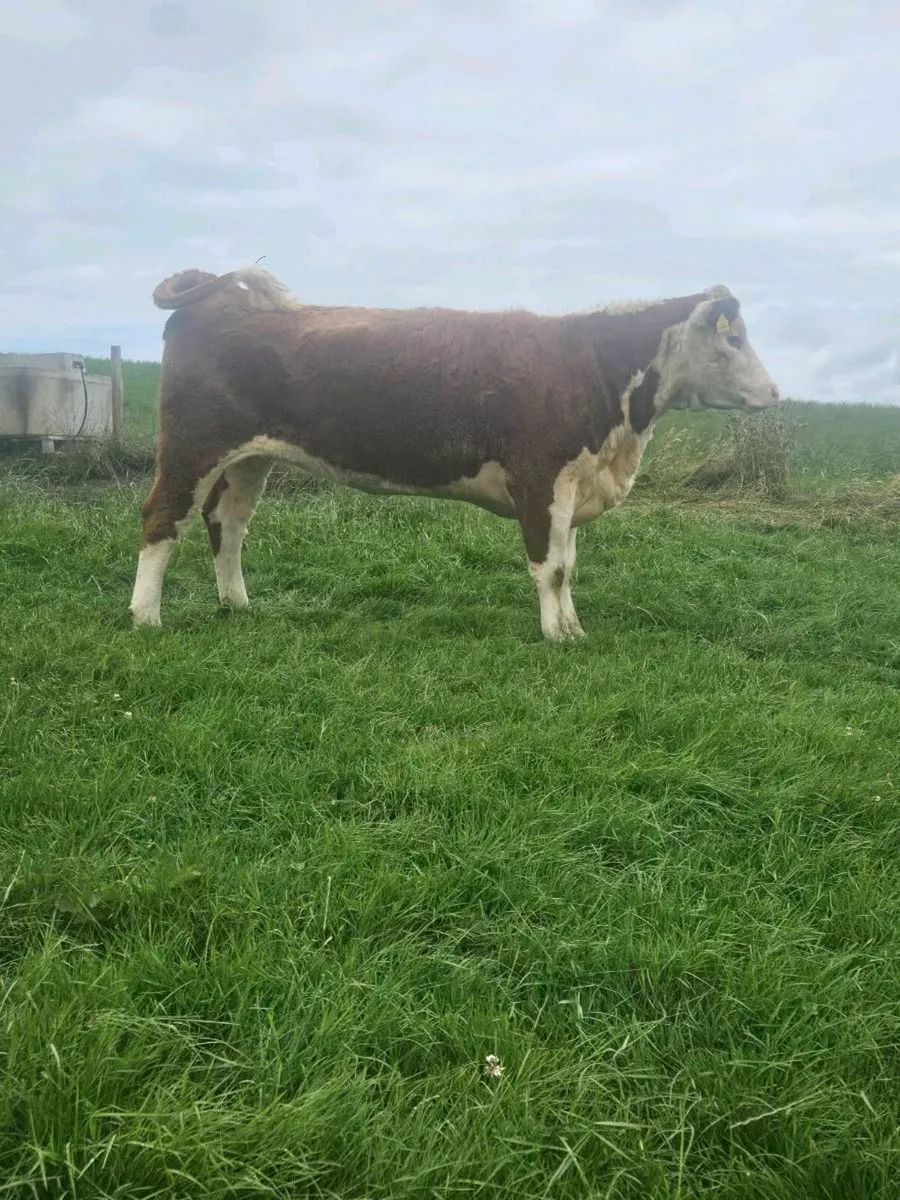 Pedigree maiden heifers - Image 2