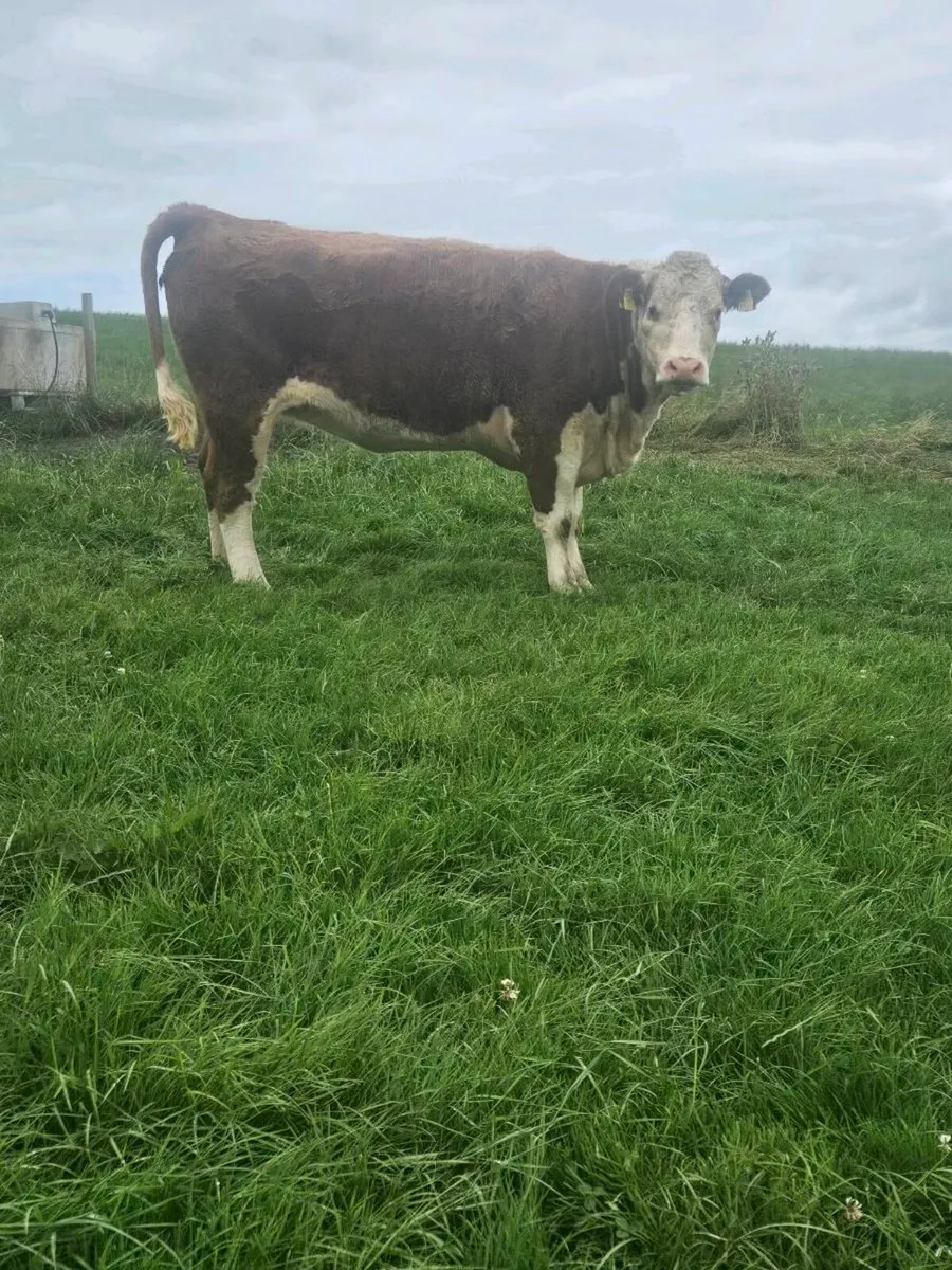 Pedigree maiden heifers - Image 3