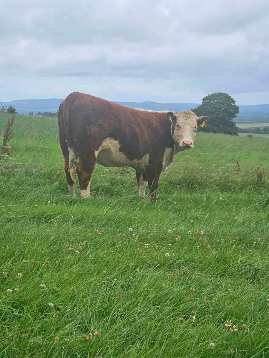 Pedigree maiden heifers - Image 4