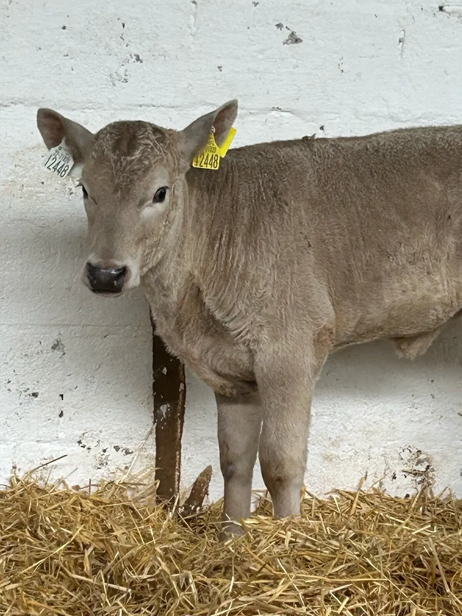 A SUPER QUALITY AI BRED HEIFER CHCALF - Image 4