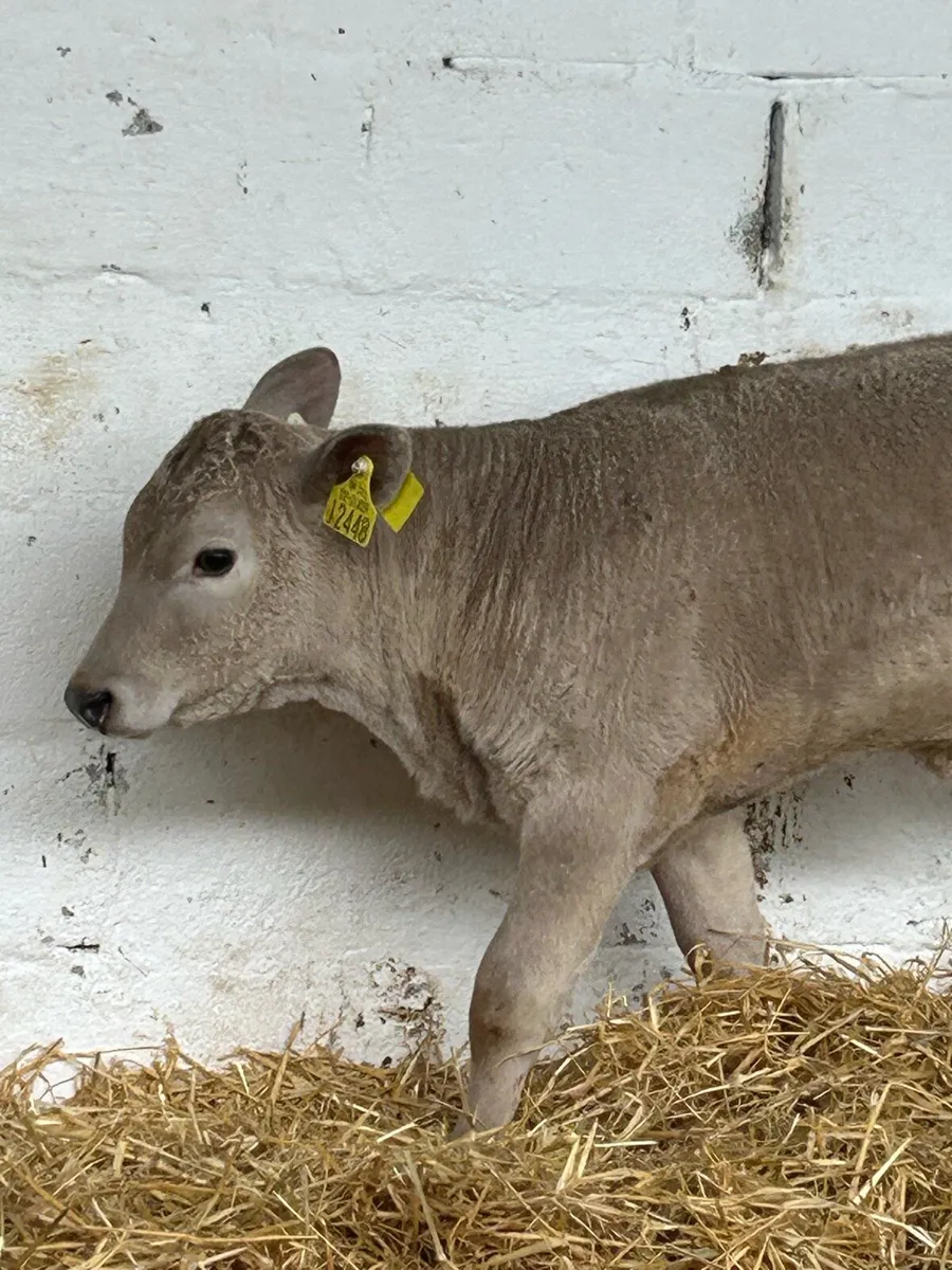 A SUPER QUALITY AI BRED HEIFER CHCALF - Image 2