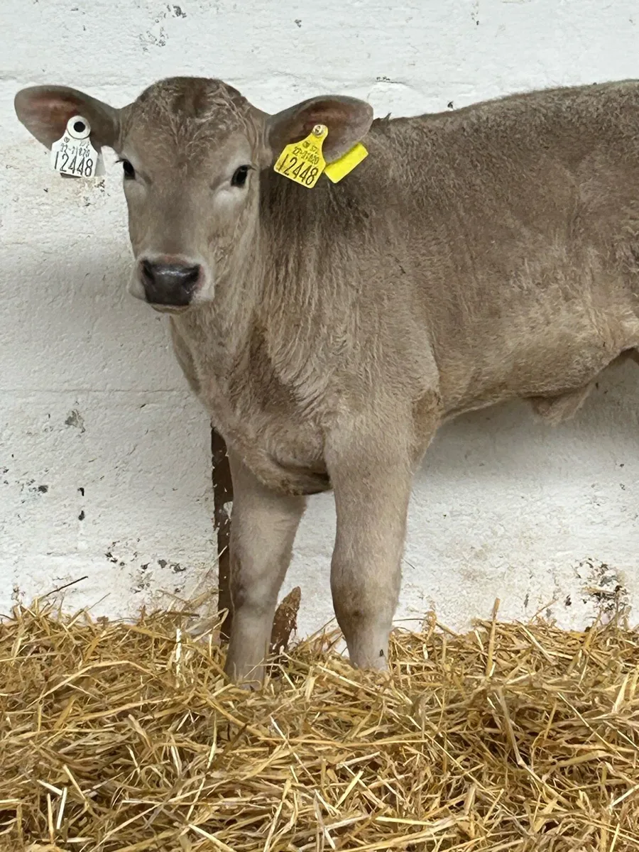 A SUPER QUALITY AI BRED HEIFER CHCALF - Image 3