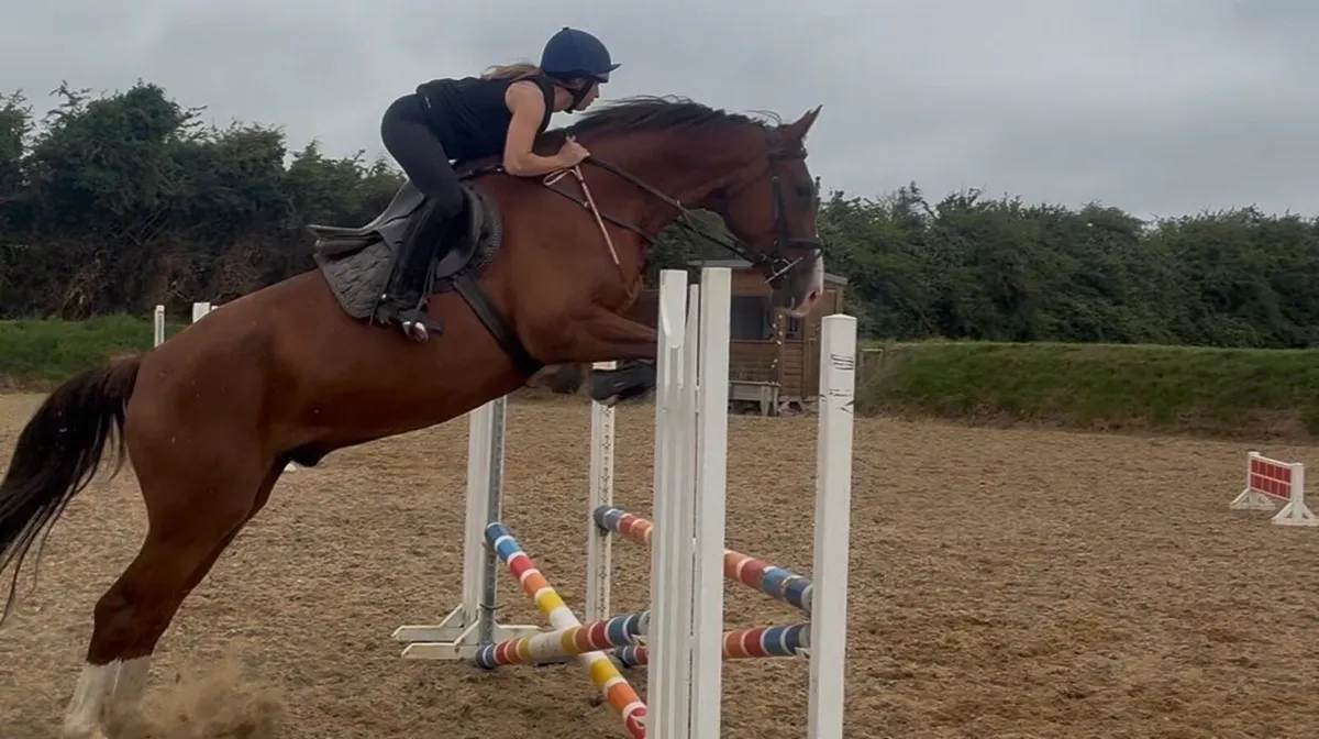 Chestnut gelding - Image 1