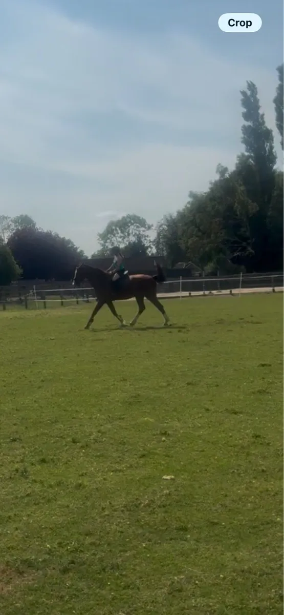 Chestnut gelding - Image 2