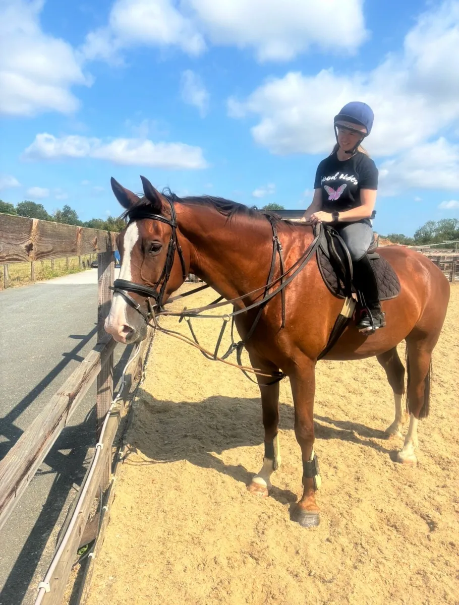 Chestnut gelding - Image 3